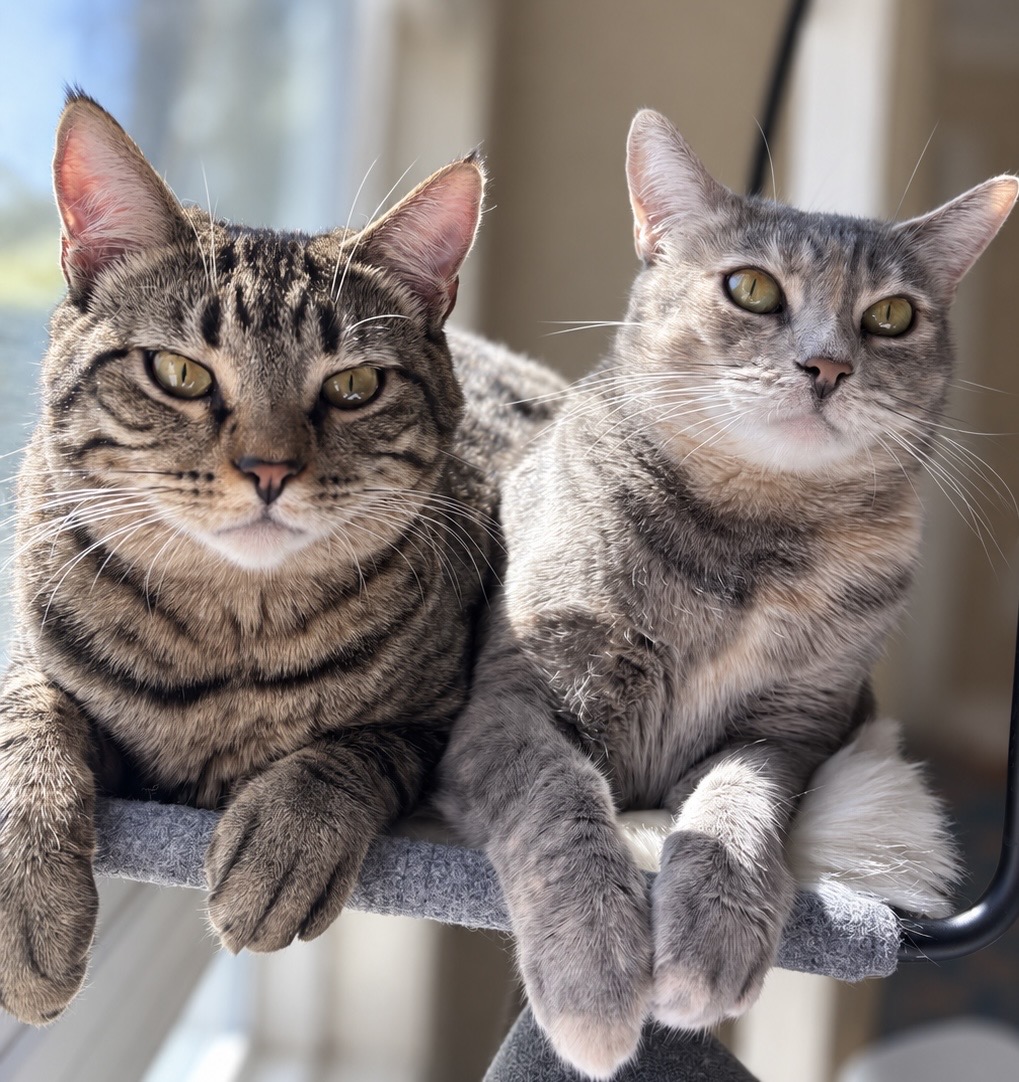 Rosie and Lois sitting together on their window perch