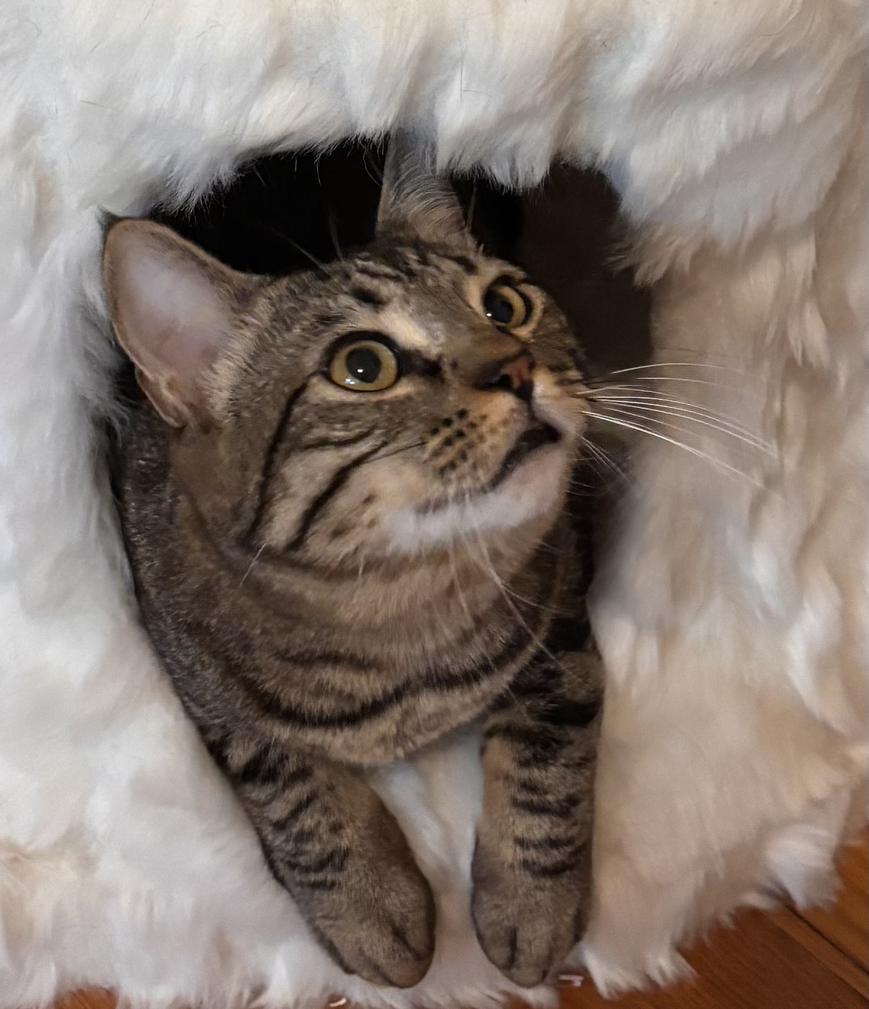 Lois in her fluffy white cat house